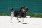 PETIT CHIEN LION 191